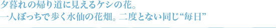 夕暮れの帰り道に見えるケシの花。 一人ぼっちで歩く水仙の花畑。二度とない同じ“毎日”